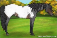 Horse Color:Brown Roan Snowcap