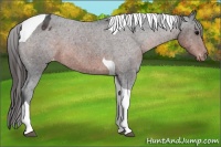 Horse Color:Brown Tobiano Appaloosa