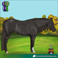 Horse Color:Liver Chestnut Rabicano 
