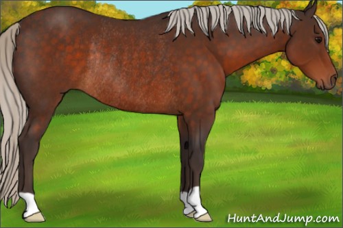 Horse Color:Silver Brown Rabicano 