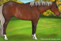 Horse Color:Silver Brown Rabicano 