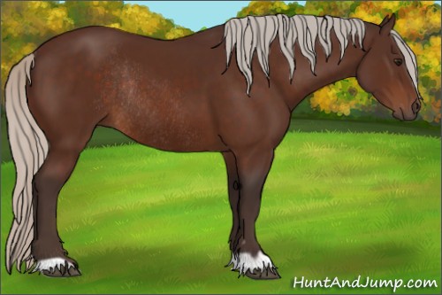 Horse Color:Silver Brown Rabicano