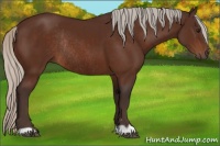 Horse Color:Silver Brown Rabicano 