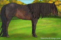 Horse Color:Brown Rabicano Brindle
