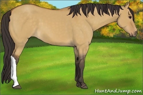 Horse Color:Buckskin Dun