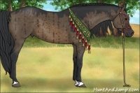 Horse Color:Brown Dun 