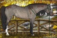 Horse Color:Brown Dun 