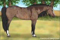 Horse Color:Brown Dun Sabino
