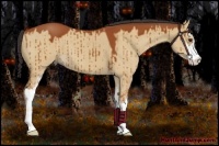 Horse Color:Bay Dun Sabino