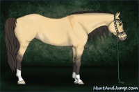 Horse Color:Buckskin Dun 