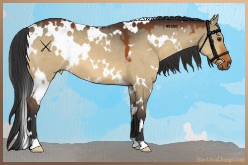 Horse Color:White Spotted Bay Dun 