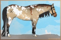 Horse Color:White Spotted Bay Dun 