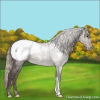 Horse Color:Silver Black Appaloosa 
