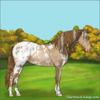 Horse Color:White Spotted Liver Chestnut Pearl Appaloosa Rabicano 