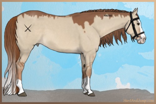 Horse Color:Red Dun Splash 