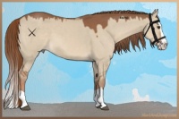 Horse Color:Red Dun Splash