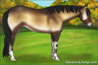 Horse Color:Gray Bay Onyx 