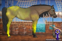 Horse Color:Brown Dun Sabino 