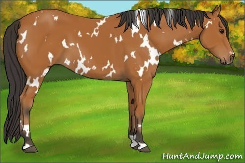 Horse Color:White Spotted Bay 