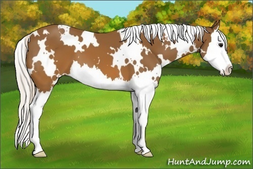 Horse Color:White Spotted Silver Brown Splash