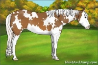 Horse Color:White Spotted Silver Brown Splash 