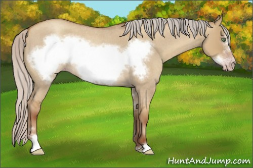 Horse Color:Gray Silver Amber Champagne Roan Dun Sabino Frame 