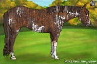 Horse Color:White Spotted Bay Frame  and Liver Chestnut 