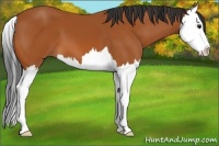 Horse Color:Bay Splash 