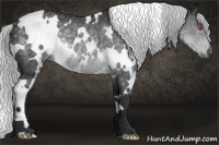 Horse Color:White Spotted Silver Black Chinchilla Rabicano 