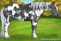 Horse Color:White Spotted Silver Black Chinchilla 