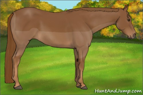 Horse Color:Chestnut 