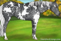 Horse Color:White Spotted Silver Black Chinchilla Rabicano 