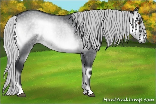 Horse Color:Silver Blue Onyx Chinchilla 