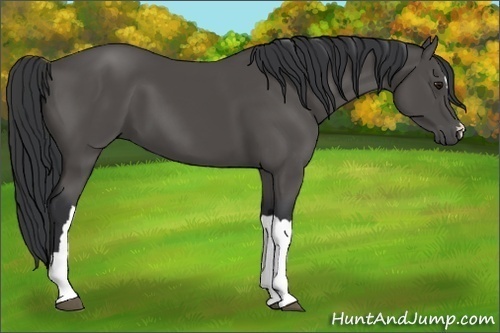 Horse Color:Black 