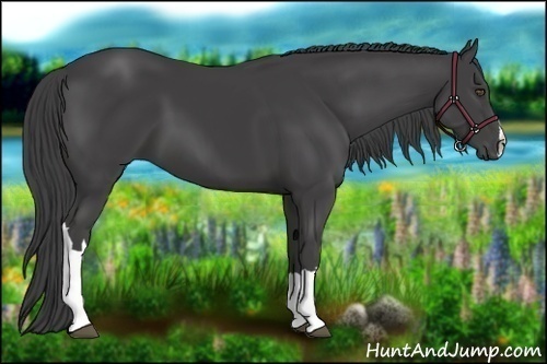 Horse Color:Smoky Black