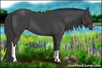 Horse Color:Smoky Black