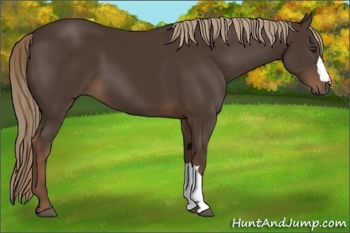 Horse Color:Liver Chestnut 