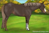 Horse Color:Liver Chestnut 