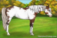 Horse Color:White Spotted Silver Bay Frame Appaloosa 