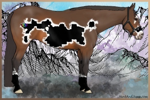 Horse Color:Buckskin Frame 