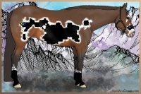 Horse Color:Buckskin Frame 