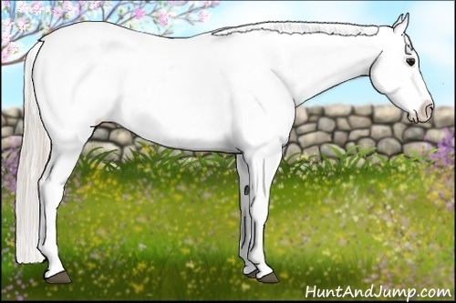 Horse Color:Silver Bay Appaloosa