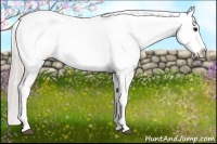 Horse Color:Silver Bay Appaloosa 