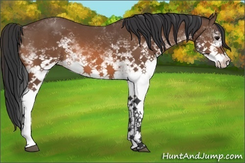 Horse Color:White Spotted Bay 