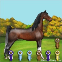 Horse Color:Brown Appaloosa 