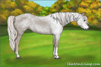 Horse Color:Gray Chestnut 