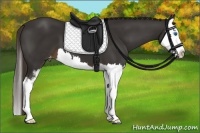 Horse Color:Liver Chestnut Sabino Splash Appaloosa 