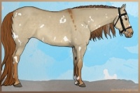 Horse Color:White Spotted Red Dun 