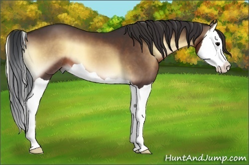 Horse Color:Brown Onyx Splash