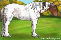 Horse Color:White Spotted Liver Chestnut Tobiano Near Leopard 